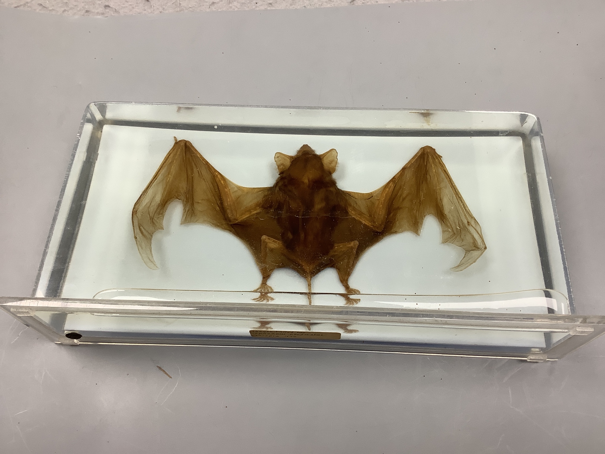 Entomology and Herpetology - a collection of insects, scorpions, spiders, a turtle, a snake in acrylic slabs, a horseshoe crab, and a cased wet specimen African sheath tailed bat, 27 cm wide